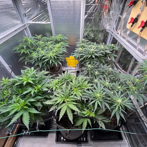 The volunteer (Maui Waui) growlog timeline photo