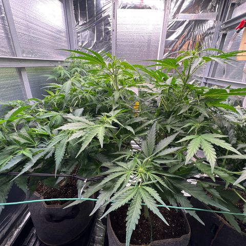 The volunteer (Maui Waui) growlog timeline photo