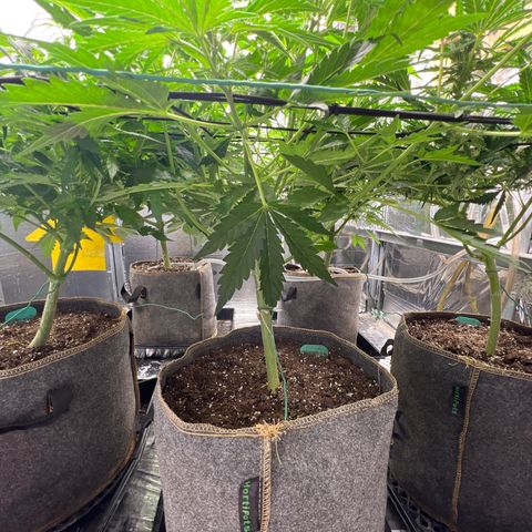 The volunteer (Maui Waui) growlog timeline photo