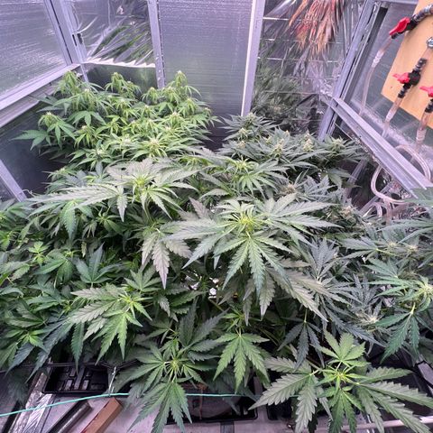 The volunteer (Maui Waui) growlog timeline photo