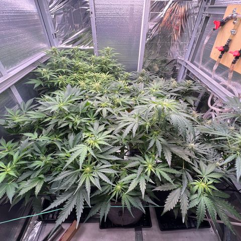 The volunteer (Maui Waui) growlog timeline photo