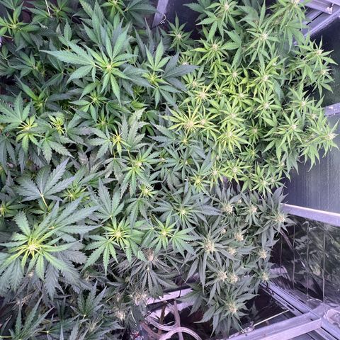 The volunteer (Maui Waui) growlog timeline photo