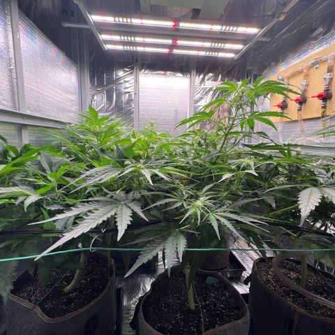 The volunteer (Maui Waui) growlog timeline photo