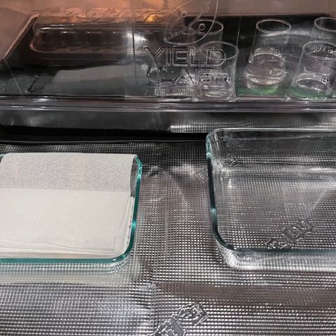 Back To The Future #2 growlog photo: Moved seeds that were soaking to paper towels