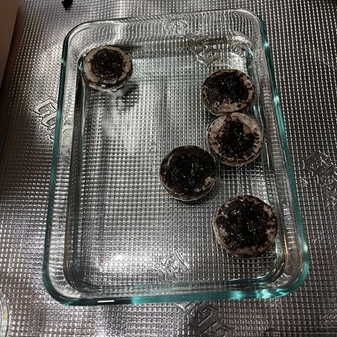 Back To The Future #2 growlog photo: Moved seeds that were soaking to paper towels