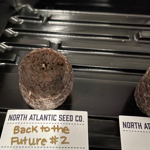 Back To The Future #2 growlog photo: Seed is pushing up!