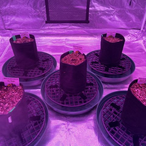 Back To The Future #2 growlog timeline photo
