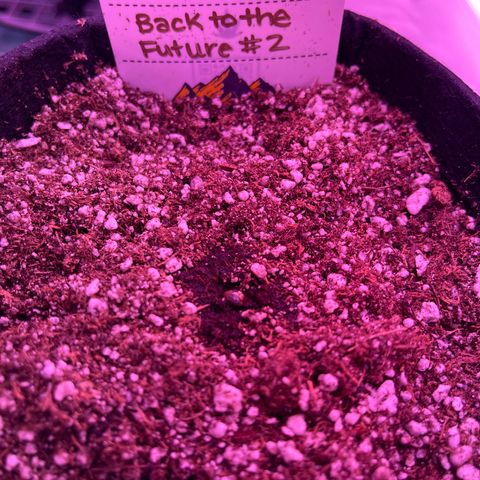 Back To The Future #2 growlog timeline photo