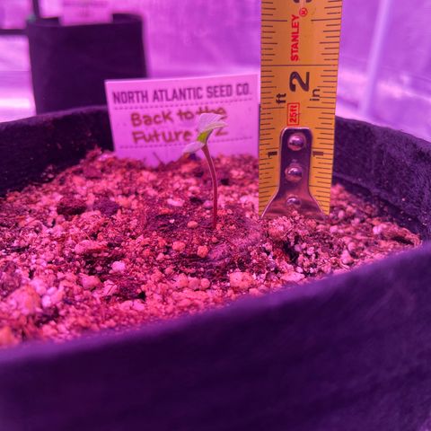 Back To The Future #2 growlog photo: Trying it’s best to stand tall with only 1 true leaf. 1.5”