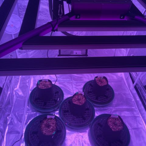 Back To The Future #2 growlog photo: Morning vibes