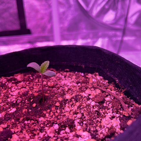 Back To The Future #2 growlog timeline photo