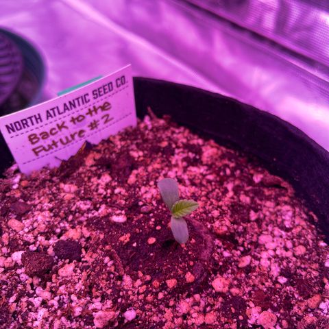 Back To The Future #2 growlog timeline photo