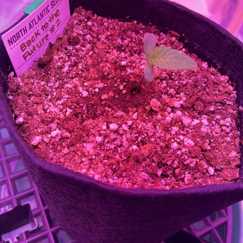 Back To The Future #2 growlog timeline photo