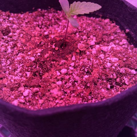 Back To The Future #2 growlog timeline photo