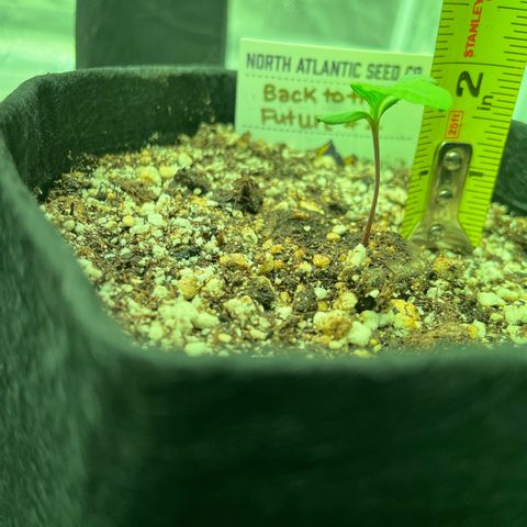 Back To The Future #2 growlog timeline photo