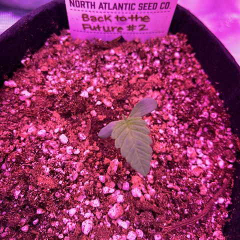 Back To The Future #2 growlog timeline photo