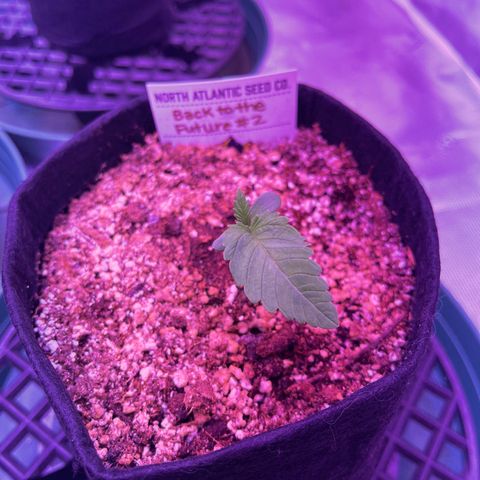 Back To The Future #2 growlog timeline photo