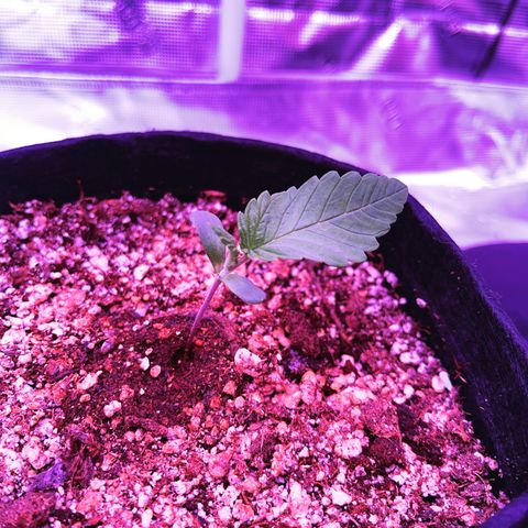 Back To The Future #2 growlog timeline photo