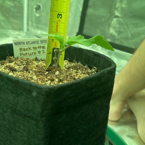 Back To The Future #2 growlog timeline photo
