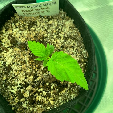 Back To The Future #2 growlog timeline photo