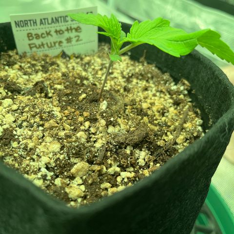 Back To The Future #2 growlog timeline photo