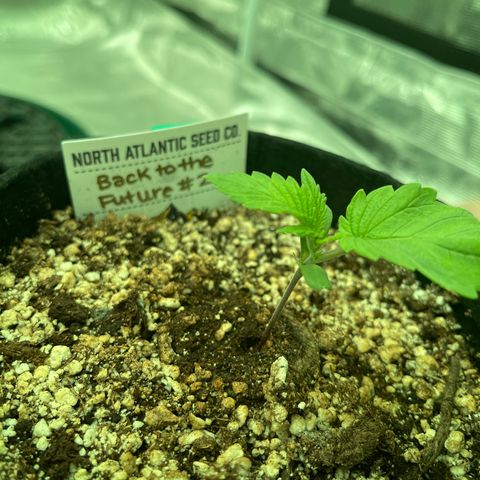 Back To The Future #2 growlog timeline photo