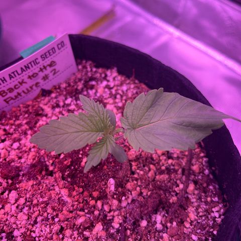 Back To The Future #2 growlog timeline photo