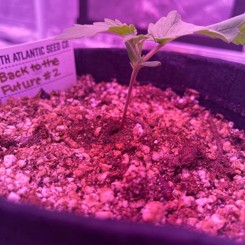 Back To The Future #2 growlog timeline photo