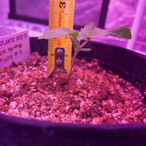 Back To The Future #2 growlog timeline photo