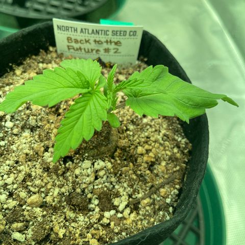 Back To The Future #2 growlog timeline photo