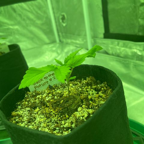 Back To The Future #2 growlog timeline photo