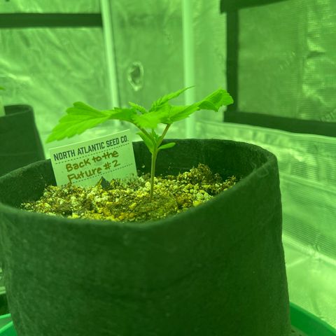 Back To The Future #2 growlog timeline photo