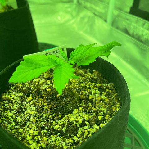 Back To The Future #2 growlog timeline photo