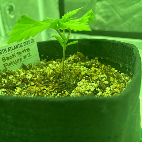 Back To The Future #2 growlog timeline photo
