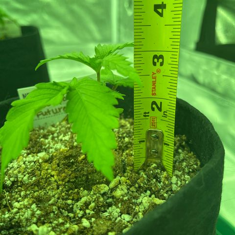 Back To The Future #2 growlog timeline photo
