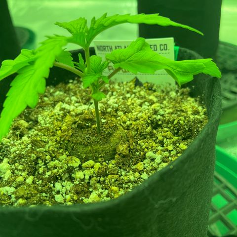 Back To The Future #2 growlog timeline photo