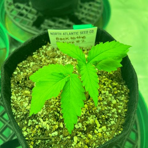 Back To The Future #2 growlog timeline photo