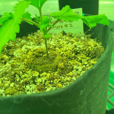 Back To The Future #2 growlog timeline photo