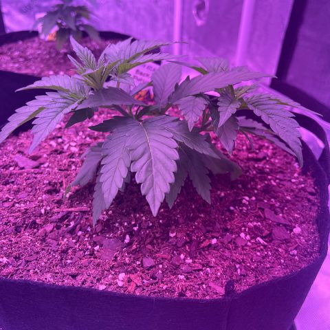 Back To The Future #2 growlog timeline photo