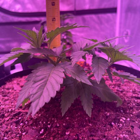 Back To The Future #2 growlog timeline photo