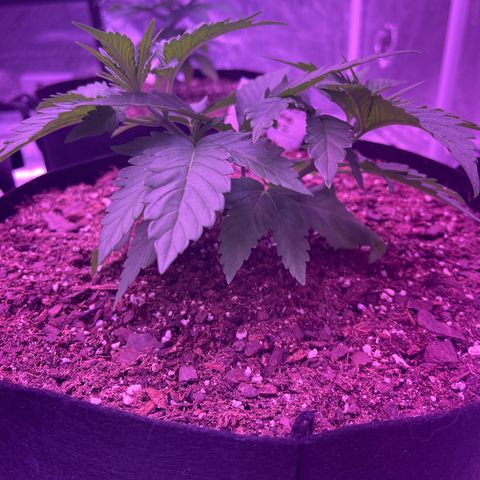 Back To The Future #2 growlog timeline photo