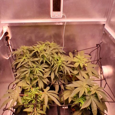 Genetica desconocida  growlog photo: PH 6.0 
EC 1.2