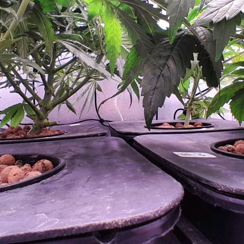 Genetica desconocida  growlog photo: Poda de bajos 