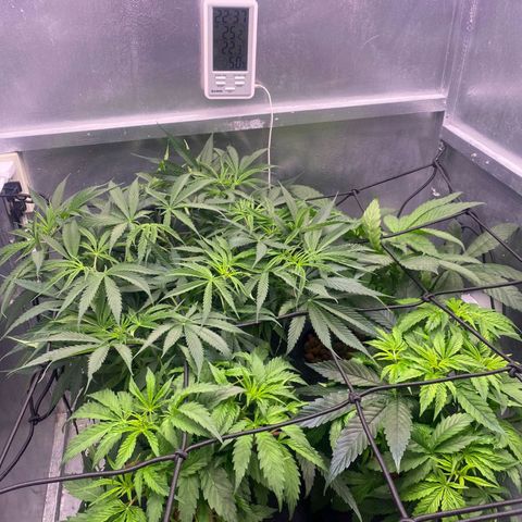 Genetica desconocida  growlog photo: Aplicacion de tecnica scrog 