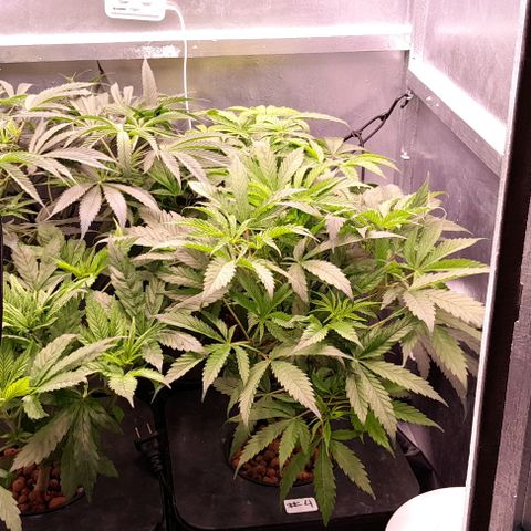 Genetica desconocida  growlog photo: Otra fuga de agua pero ahí van 
pH 5.7
EC 1.2