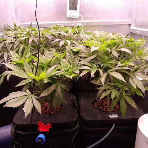 Genetica desconocida  growlog photo: Otra fuga de agua pero ahí van 
pH 5.7
EC 1.2