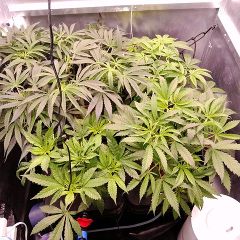 Genetica desconocida  growlog photo: Otra fuga de agua pero ahí van 
pH 5.7
EC 1.2