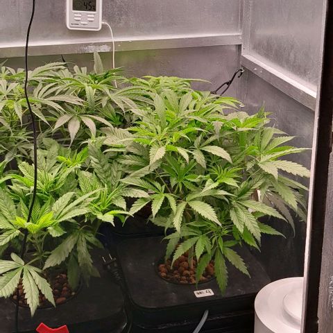 Genetica desconocida  growlog timeline photo