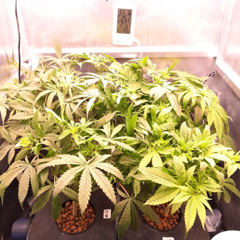 Genetica desconocida  growlog timeline photo