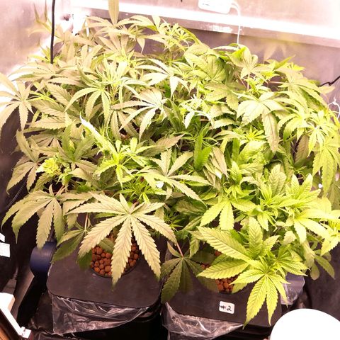 Genetica desconocida  growlog timeline photo